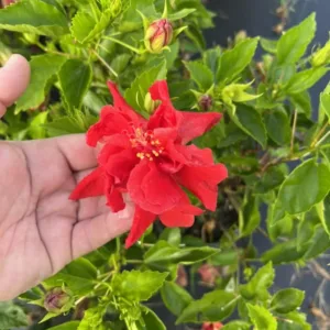 Azaleas
