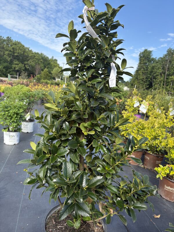 Ilex 'Emily Bruner' (Holly Tree)
