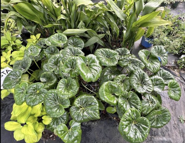 Tractor Seat Plant (farfugium japonicum)