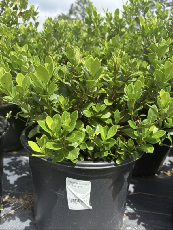Kleims Hardy Gardenia