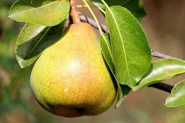 Bartlett Pear Tree (Pyrus communis 'Bartlett')