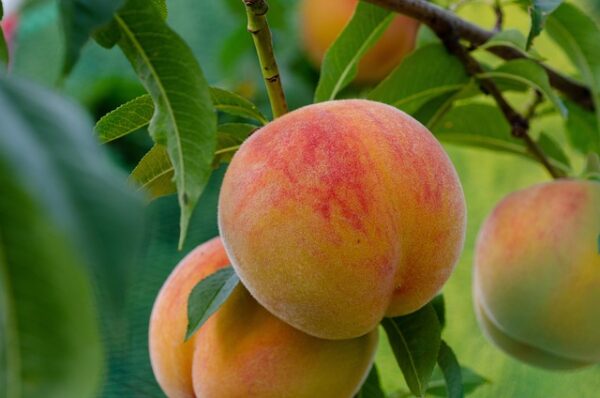 Hale Haven Peach Tree (Prunus persica 'Hale Haven')