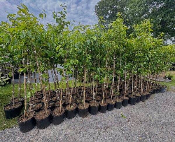 Fuyu Persimmon Tree (Diospyros kaki 'Fuyu')