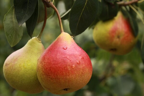Moonglow Pear Tree (Prunus persica 'Moonglow')