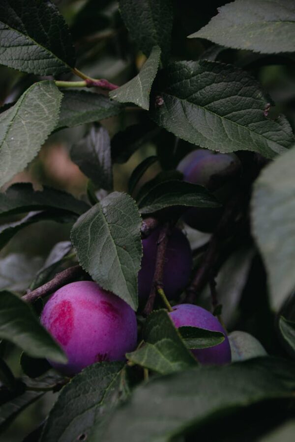 Stanley Plum Tree (Prunus domestica 'Stanley')