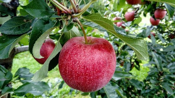 Stayman Winesap Apple Tree (Malus domestica 'Stayman')