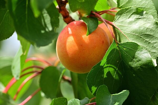 Moorpark Apricot Tree (Prunus sect. Armeniaca 'Moorpark')