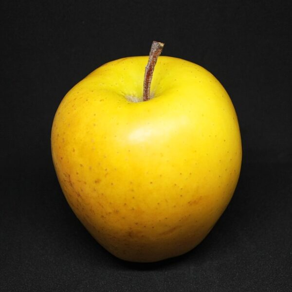Golden Delicious Apple Tree (Malus domestica 'Golden Delicious') - Image 3