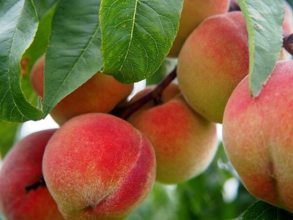 Harvester Peach Tree (Prunus persica 'Harvester')