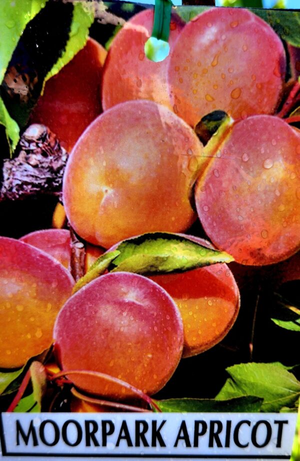 Moorpark Apricot Tree (Prunus sect. Armeniaca 'Moorpark') - Image 2