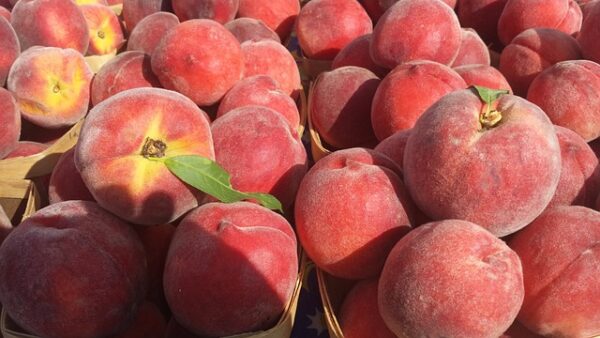 Red Skin Peach Tree (Prunus persica 'Red Skin')