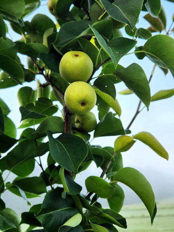 Shinko Asian Pear Tree (Pyrus pyrifolia 'Shinko') - Image 3