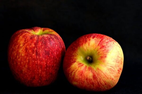 Fuji Apple Tree (Malus domestica 'Fuji')