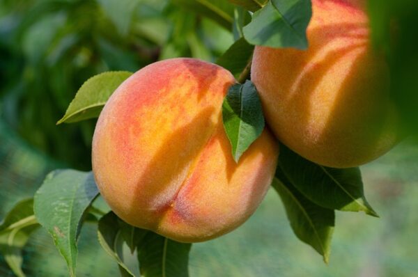 June Gold Peach Tree (Prunus persica 'June Gold')