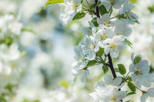 Red Rome Apple Tree (Malus domestica 'Red Rome') - Image 4