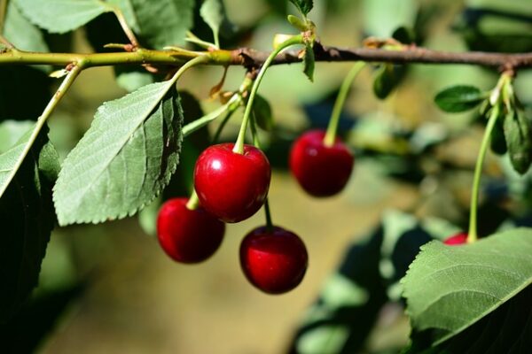 Bing Cherry Tree (Prunus avium 'Bing') - Image 2