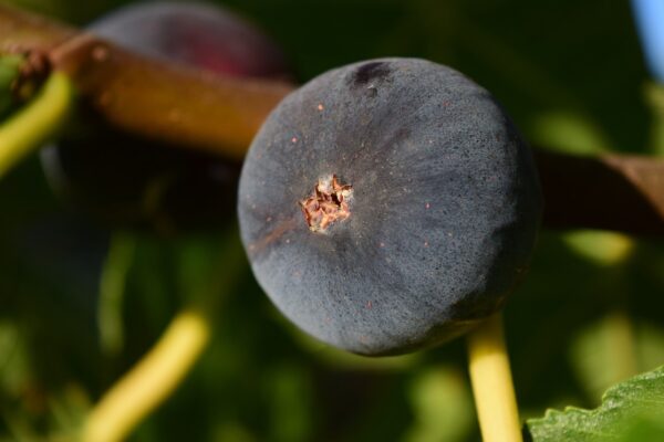 Black Mission Fig Tree (Ficus carica 'Black Mission') - Image 2