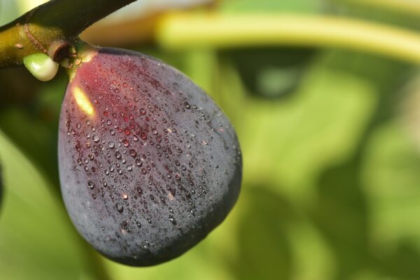 Brown Turkey Fig Tree (Ficus carica 'Brown Turkey')