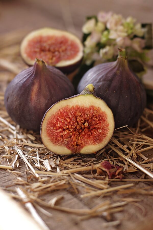 Celeste Fig Tree (Ficus carica 'Celestial')