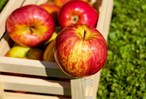 Jonagold Apple Tree (Malus domestica 'Jonagold') - Image 3