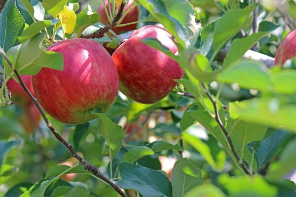 Jonagold Apple Tree (Malus domestica 'Jonagold')