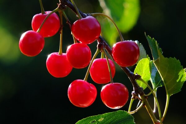 Montmorency Cherry Tree (Prunus cerasus 'Montmorency')