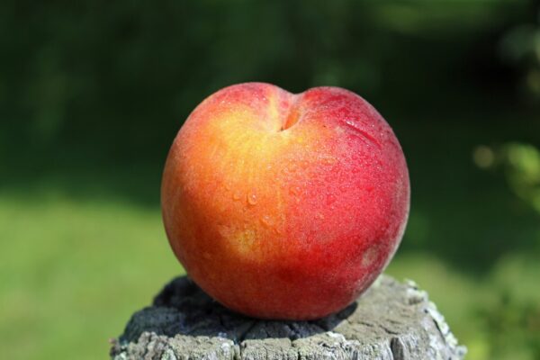 Red Chief Nectarine Tree (Prunus persica var. nucipersica 'Red Chief') - Image 3