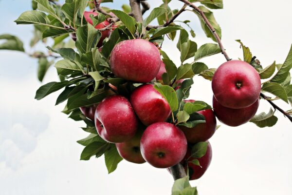 Red Delicious Apple Tree (Malus domestica 'Red Delicious')