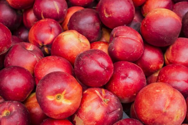 Sunred Nectarine Tree (Prunus Persica Nucipersica 'Sunred')