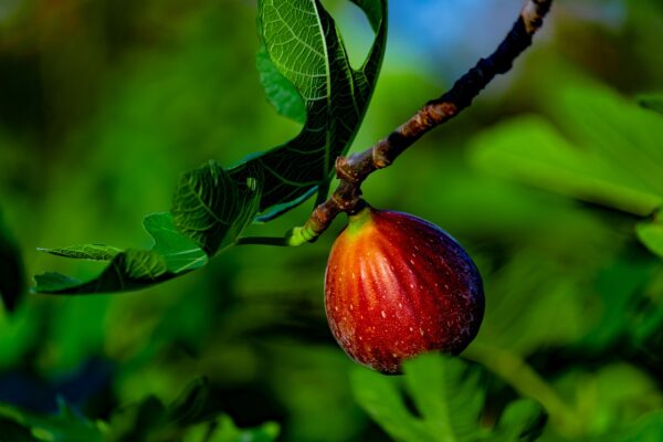 Texas Everbearing Fig Tree (Ficus carica 'Texas Everbearing')