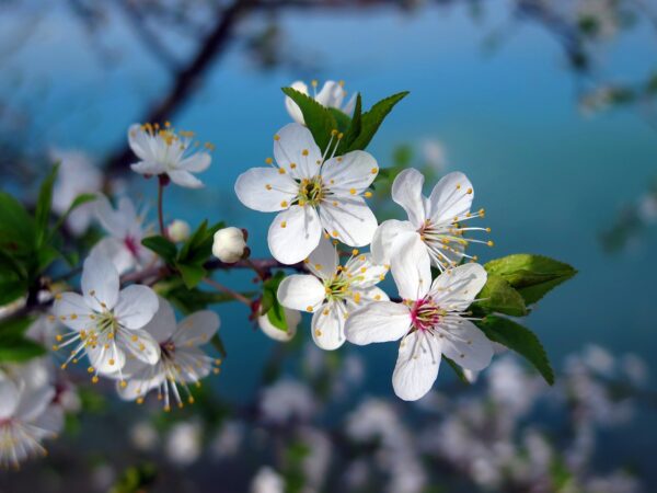 North Star Cherry Tree (Prunus cerasus 'North Star') - Image 4
