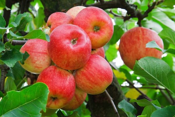 Red Rome Apple Tree (Malus domestica 'Red Rome')