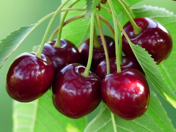 Bing Cherry Tree (Prunus avium 'Bing')