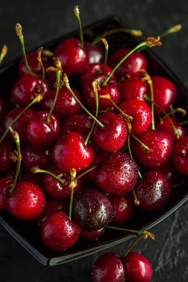 Stella Cherry Tree (Prunus avium 'Stella') - Image 3