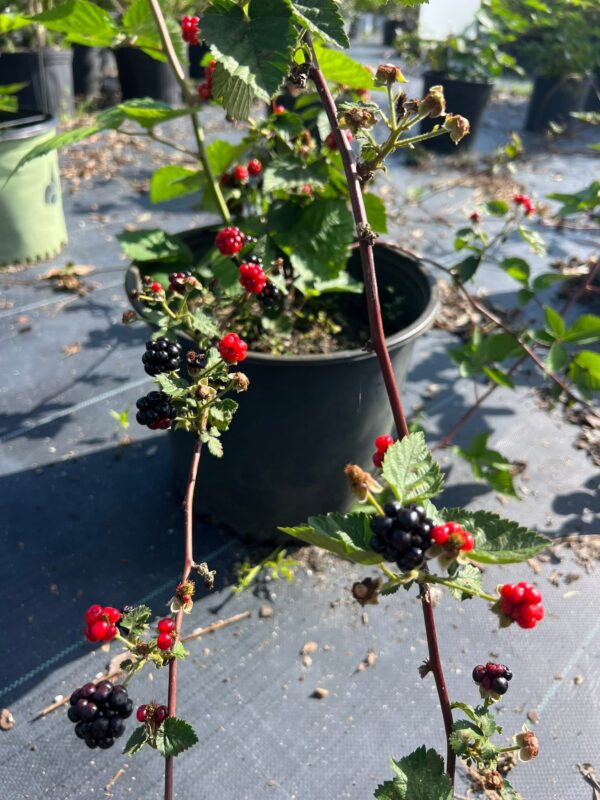 'Apache' Blackberry, Rubus Fruticosus
