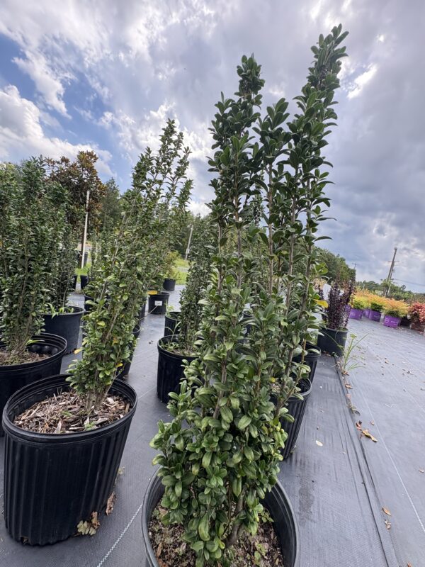 Ilex Crenata 'Sky Pencil' Holly