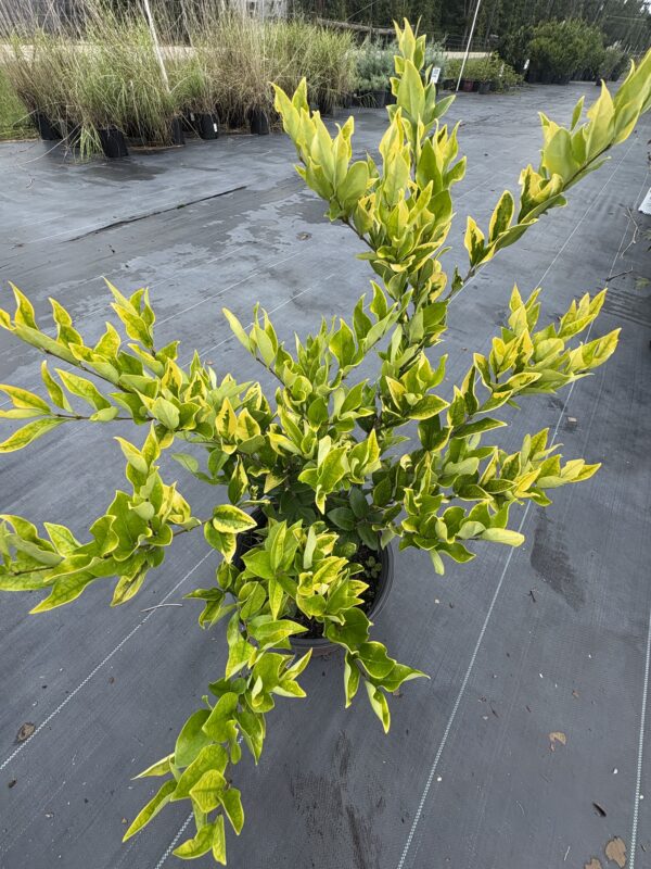 Ligustrum japonicum 'Howardi'