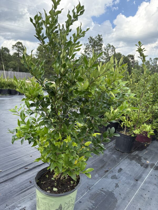 Ligustrum japonicum 'Recurve'