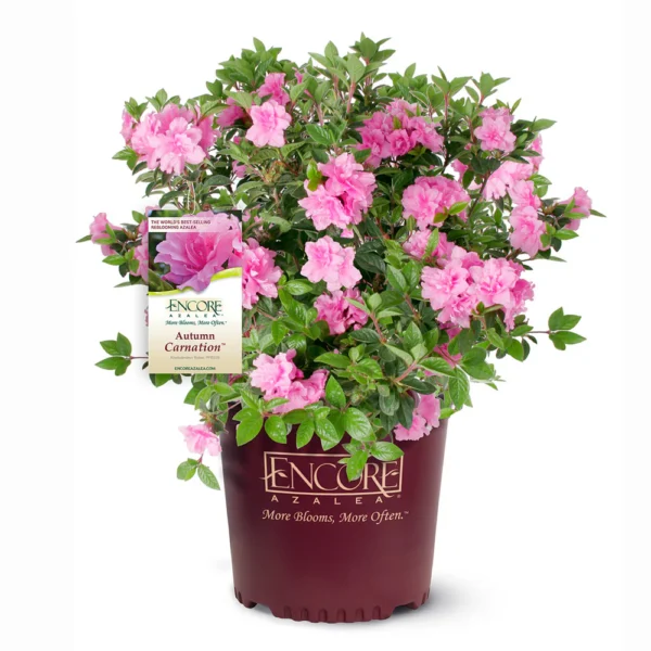 Encore 'Autumn Carnation' Azalea (Rhododendron Roblec)