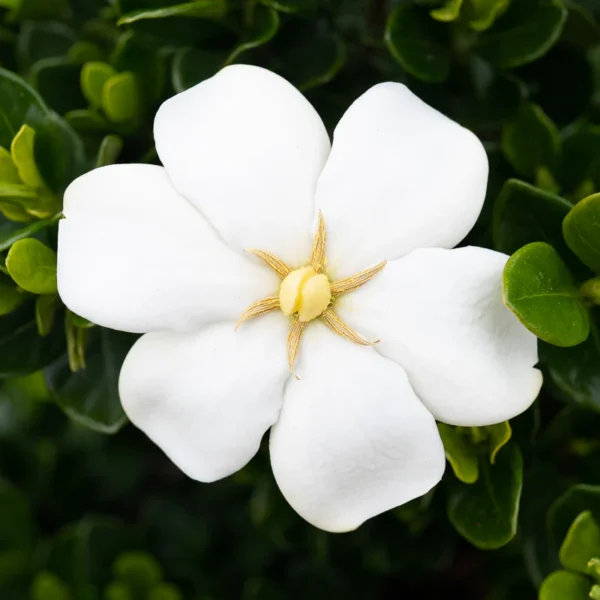 'Kleim's Hardy' Gardenia (Gardenia jasminoides) - Image 2