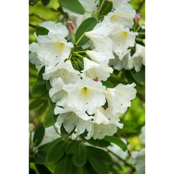 Azalea 'Pleasant White' (Rhododendron Girard)