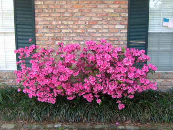 'Judge Solomon' Azalea (Rhododendron Indica 'Judge Solomon' - Image 2