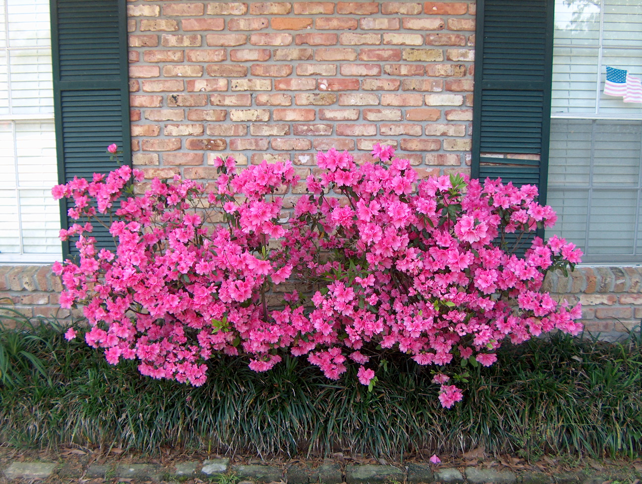 'Judge Solomon' Azalea (Rhododendron Indica 'Judge Solomon' - Image 2