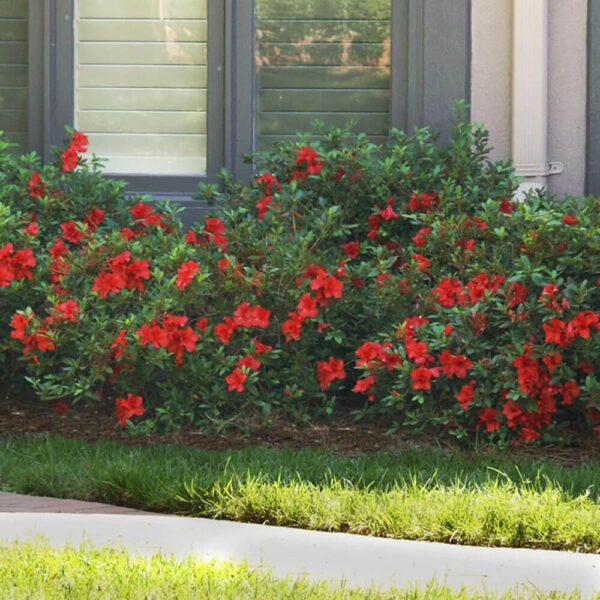Encore 'Autumn Bonfire' Azalea (Rhododendron Robleza) - Image 2