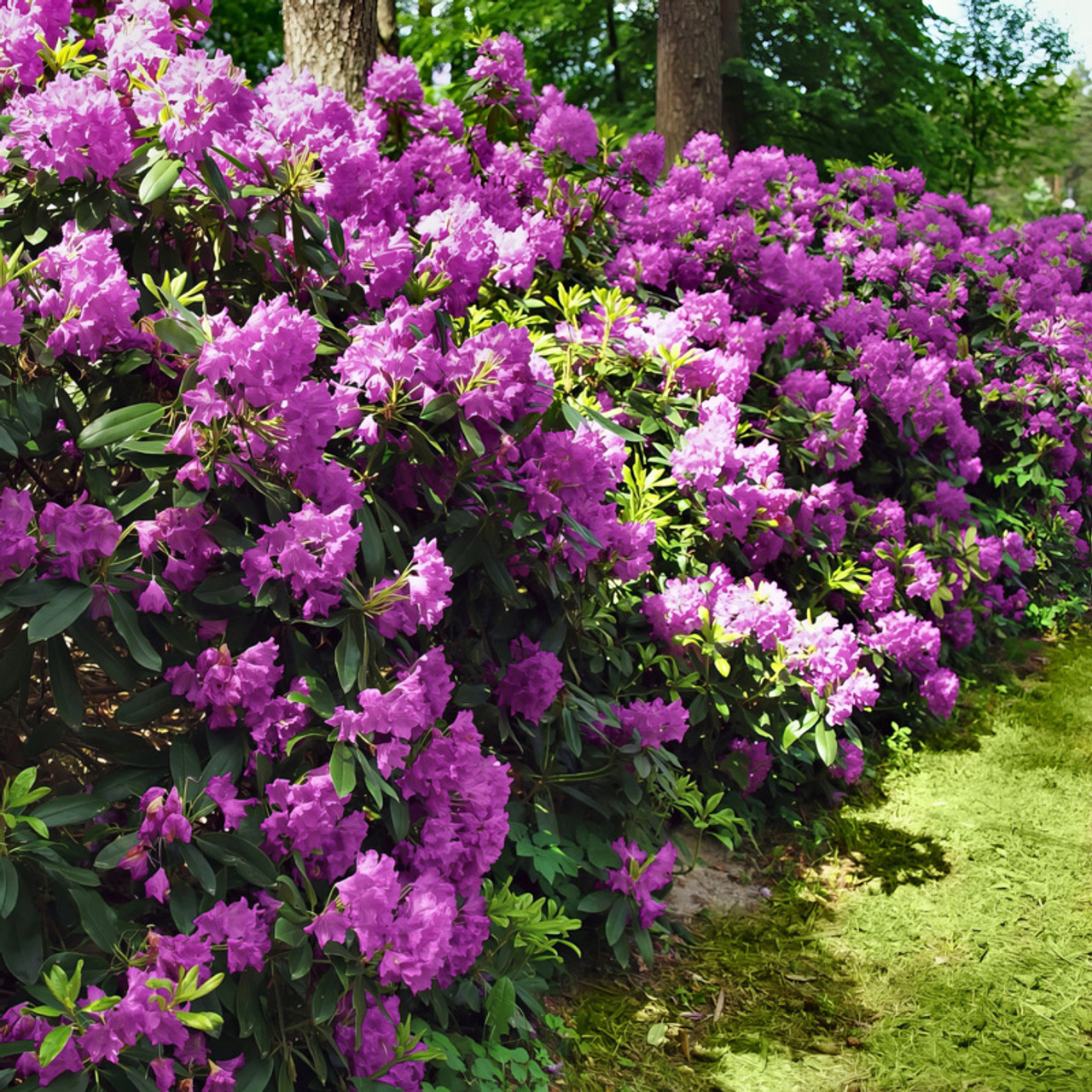 Encore 'Autumn Royalty' (Rhododendron Conlec) - Image 3
