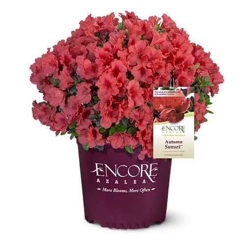Encore 'Autumn Sunset' Azalea (Rhododendron Roblen)