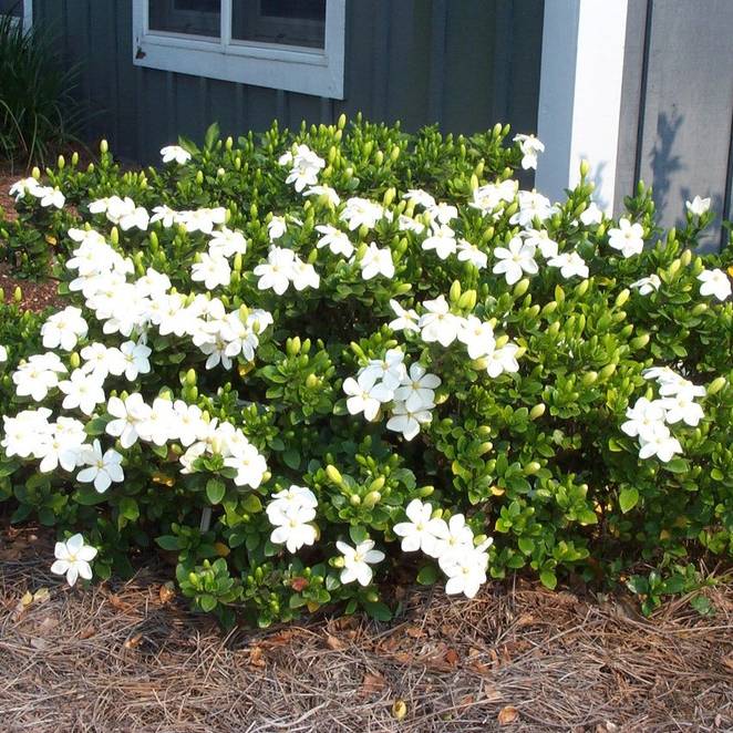 'Kleim's Hardy' Gardenia (Gardenia jasminoides) - Image 3