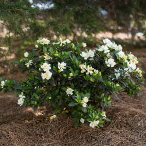 Gardenia