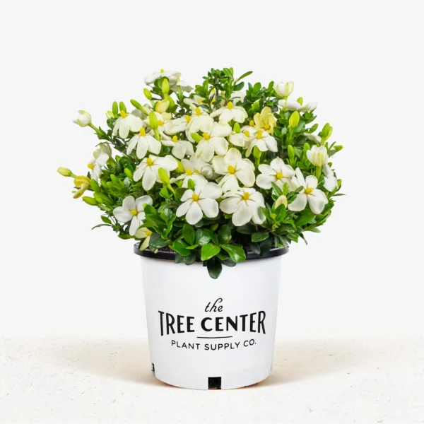 'Kleim's Hardy' Gardenia (Gardenia jasminoides)