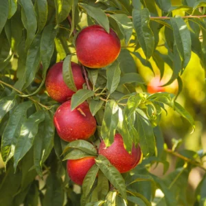 Nectarine